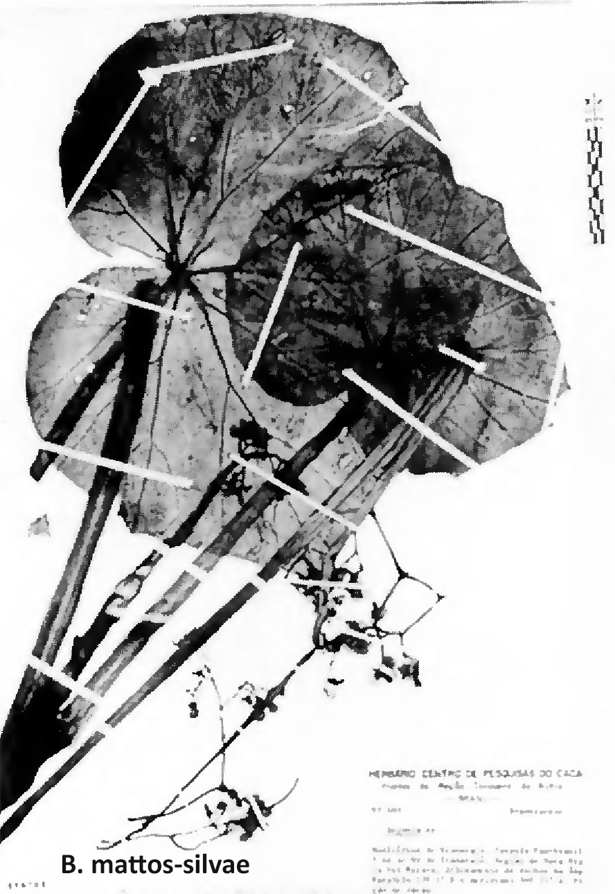 B. mattos-silvae